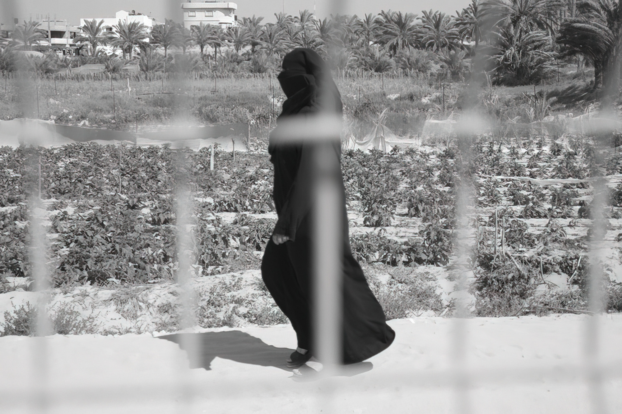 A robed figure walking past cultivated fields and palms — street photograph by Hamudi Leon